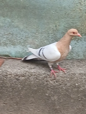 Nürnberger Lerchen