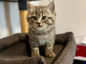Britisch Kurzhaar Kitten sucht liebevolles Zuhause