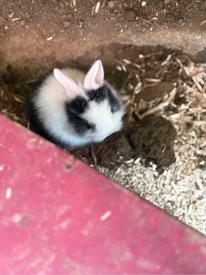 Kaninchen babys 