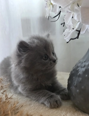 Süße reinrassige kitten 