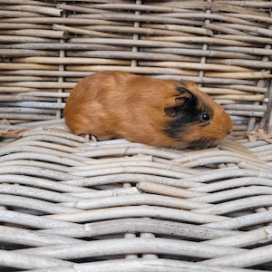 Zuckersüße Meerschweinchen Weibchen suchen Zuhause 