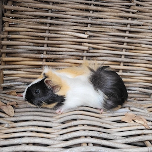 Zuckersüße Meerschweinchen Weibchen suchen Zuhause 