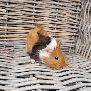 Zuckersüße Meerschweinchen Weibchen suchen Zuhause 