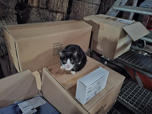 Katzenbaby sucht ein neues Zuhause 