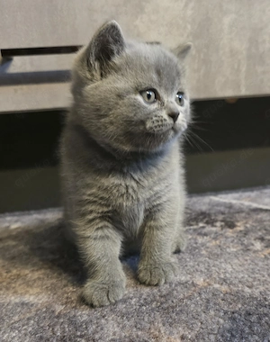 Süße reinrassige kitten 