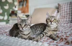 Celeste & Cecilia Verspielte Tigermädels suchen ihr Traumzuhause