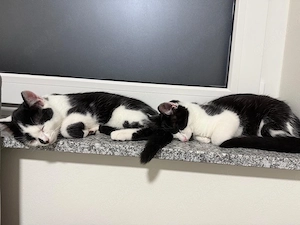 2 baby katter,5 mon.alt.Für alles 600,- 