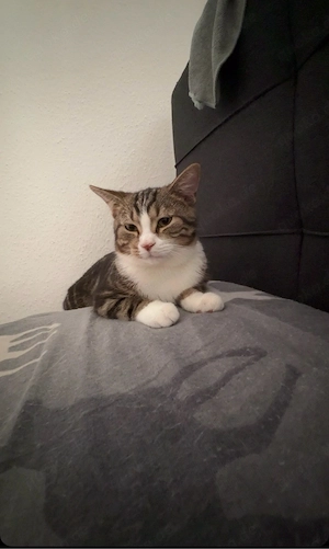 katzen verkaufen