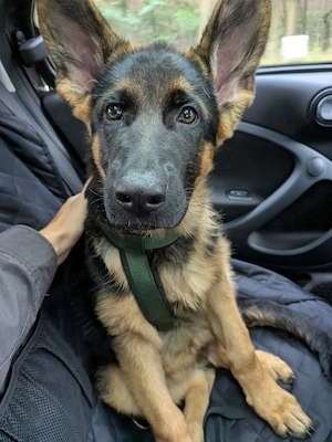Deutscher Schäferhund: Mika (m) 5 Monate 