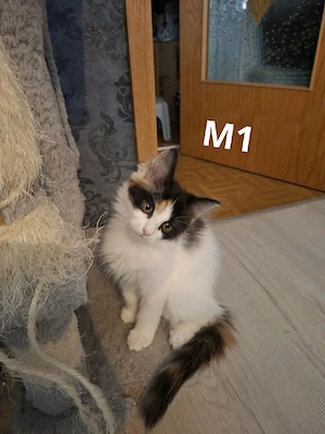 Edelmix Kitten Maine Coon - BLH 