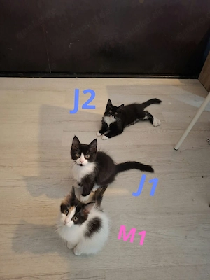Edelmix Kitten Maine Coon - BLH 
