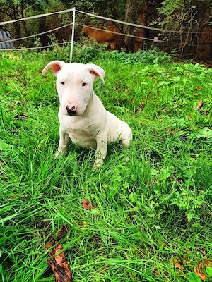 Miniatur Bullterrier (Mix) Welpen 