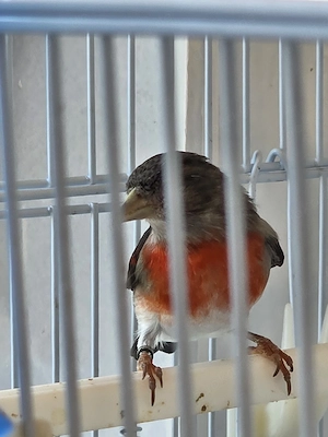 Zeisiga Vögel