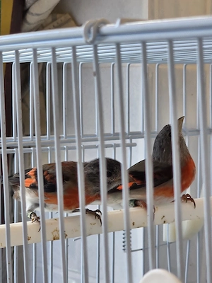 Zeisiga Vögel