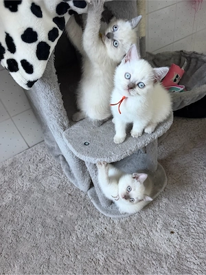 Nur noch 4 BKH Kitten Abgabebereit 