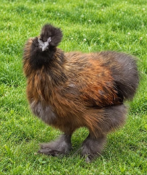 junger Seidenhuhn-Hahn