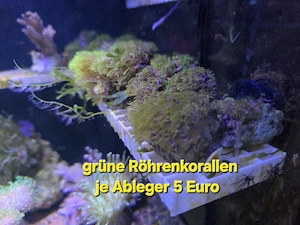 Meerwasser Korallen grüne Röhrenkoralle