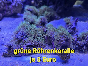 Meerwasser Korallen grüne Röhrenkoralle