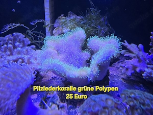 Meerwasser Koralle Pilzlederkorallen 