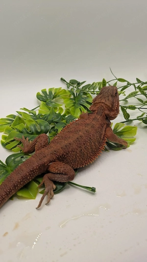 Farbbartagamen Bartagame Pogona Vitticeps NZ 26