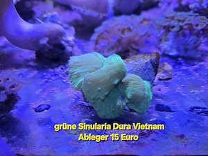Meerwasser Koralle grüne Sinularia 