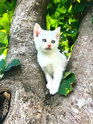 3 Wunderschöne BKH-Siam Kitten suchen ein liebevolles Zuhause 