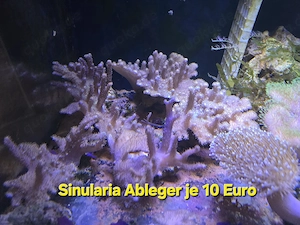Meerwasser Koralle Sinularia 