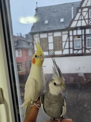 Ich verkaufe meine Vögel 