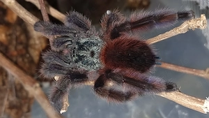 Vogelspienne Avicularia versicolor Weibchen mit Terrarium. 