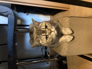 BKH Kater kastriert und Katze 