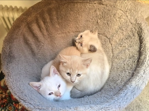 Britisch Kurzhaarige Kitten 