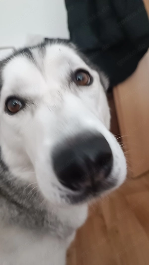 Husky in gute Hände abzugeben 
