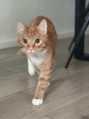 Zwei süße orange Kater suchen gemeinsam ein neues Zuhause 