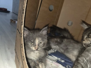 XL Maine Coon Kitten 