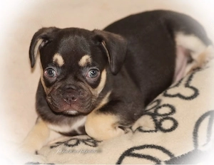 Alternativ Französische Bulldoggen Hündin mit Rute, guter Schnauze inkl Ahnentafel und tollen Farben