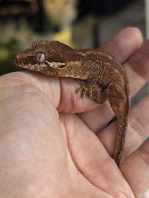 Höckerkopfgecko - Rhacodactylus auriculatus 0.0.1