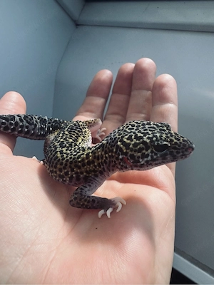 Traumhafte Leopardgecko Dame   