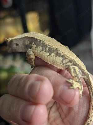 Kronengecko - Correlophus ciliatus 0.1
