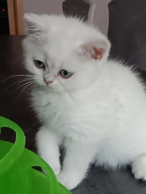 Britisch kurzhaar Katerchen mit Stammbaum 