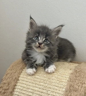 Zauberhafte Maine Coon Babys 