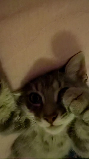Simba kater