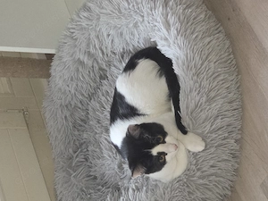 Main Coon Mix Kater 