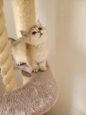 BKH Kitten 