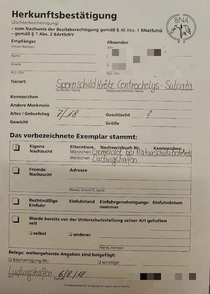 Zwei Spornschildkröten weiblich 