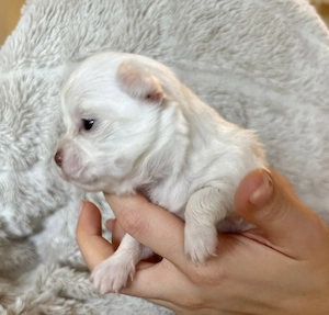 Bezaubernde Langhaar Chihuahua Welpen M W 