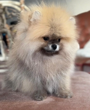   Pomeranian Zwergspitz welpen   wunderschön!   