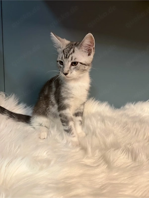 5 Maine-Coon-Mix-Katzen