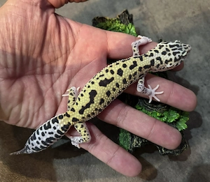 Leopardgecko 0.1 Weibchen Mack Snow Eclipse 66% het TA