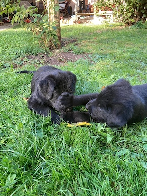 Schnauzer  Welpen 