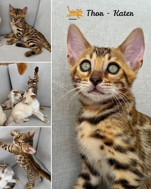    Wunderschöne Bengal Kitten   Snow & Brown   liebevoll in der Familie aufgewachsen   